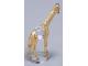 Giraffe fig63